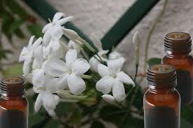 Beauty Benefits Of Jasmine Oil Jasmine Oil Treating Dry Skin Oils