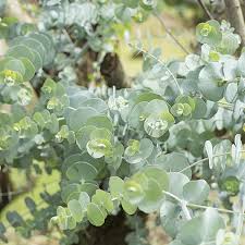 Image result for Eucalyptus