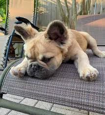 Price 12000 euro ($13900 usd). Fluffy Frenchie Are Long Haired French Bulldogs Purebred