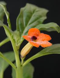 Image result for Pterodiscus aurantiacus