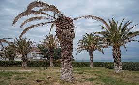 Palm trees also require periodic fertilizer applications. The Beetle Killing Your Palm Trees Chloroplastes Landscaping Apokoronas In Crete