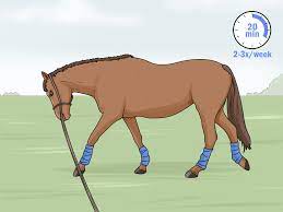 Maybe you would like to learn more about one of these? How To Lunge A Horse With Pictures Wikihow
