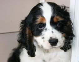 Maybe you would like to learn more about one of these? Image Of Cocker Spaniel Puppy In White And Black With Brown Patterns Jpg 2 Comments Hi Res 720p Hd