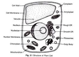 Thus, the skin is vulnerable to various damages, particularly burn injury. Structure Of Plant Cell Explained With Diagram