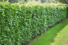 Why not plant a privacy screen of shrubs that you can cook with? Fast Growing Hedges For Privacy Instanthedge Blog