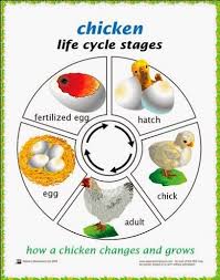 Pasarea totenko este, pe cat de rara, pe atat de spectaculos de frumoasa, iar tipatul acesteia gaina ar putea sa slabeasca in timpul clocrii, dar partea buna e ca peste 21 de zile puii de gaina absorb vitamina d din soare cu ajutorul penajului. De La Ou La Gaina UrsuleÈ›i NÄƒzdrÄƒvani