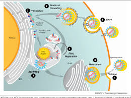 Hepatitis c virus (hcv) is a major causative agent of chronic liver disease worldwide. Unique Ties Between Hepatitis C Virus Replication And Intracellular Lipids Semantic Scholar