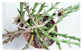 Image result for Orbea paradoxa