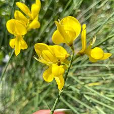 Image result for Spartium