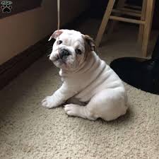 Southern ohio english bulldogs, oak hill, ohio. Sammy English Bulldog Puppy For Sale In Ohio Bulldog Puppies Bulldog English Bulldog