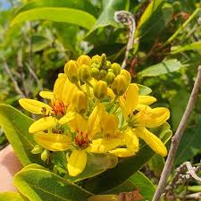 Image result for Tristellateia africana