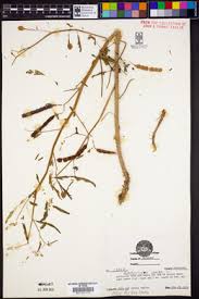 Image result for Aeschynomene nyassana