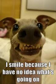 Image result for funny pics