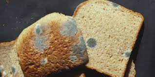 Why Picking Mold Off Moldy Bread And Eating The Rest Is Unsafe Moldy Bread Safety