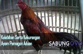 Ayam Pamagon Ialah Ayam Jago Hasil Silangan Di Antara Ayam Pama Asal Tepian Thailand Malaysia Dengan Ayam Saigon Asal Vietnam