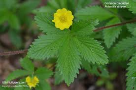 Image result for Potentilla simplex