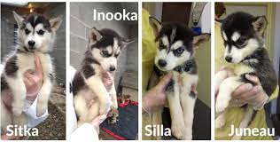 Maybe you would like to learn more about one of these? Surrendered Husky Puppies With Names Ready For Adoption Vancouver Sun