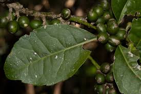 Image result for Xymalos