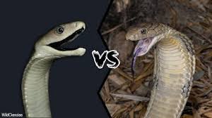 Mamba killing snake rat snakes cobra rats eats animal wallpapers king kills google venomous anaconda animals venom. Black Mamba Vs King Cobra Who Will Win Youtube