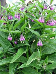 Linen fabric has withstood the test of time, as one of the oldest textiles in human history that dates back to at least 3,000 bc. Comfrey The Lore Of The Garden