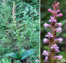 Image result for Satyrium amblyosaccos