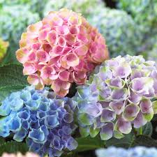 How big will an oakleaf hydrangea get? Hydrangea Macrophylla Everlasting Revolution White Flower Farm
