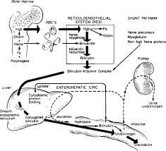 Disorders Of Bilirubin Metabolism Sciencedirect