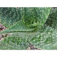 Image result for Aloe carnea