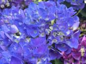 Image result for Hydrangea macrophylla bela obrázek