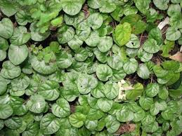 Image result for Geophila repens
