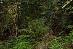 Image result for Pteris friesii