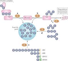 But how does the minimum balance and fee waiver compare? Breaking The Chains Deubiquitylating Enzyme Specificity Begets Function Nature Reviews Molecular Cell Biology