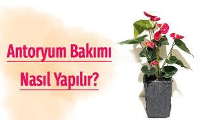 Atatürk çiçeği ya da bir noel yıldızı, sütleğen, sütleğen, üzerinde kırmızı, pembe, sarı ve beyaz çiçeklerin inanılmaz güzelliğe büründüğü yaprak dökmeyen bir çalıdır. Antoryum Bakimi Nasil Yapilir Ciceksepeti