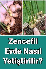 Evde Zencefil Nasil Yetistirilir Zencefil Yetistirme Sifali Bitki Bahcesi Organik Bahcecilik Fikirleri Organik Bahcecilik