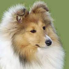 We are professional and ethical breeders who have the knowledge and are greatly resourced to care, train and socialise our animals. Charmhill Shetland Sheepdogs