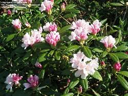When does a king tut rhododendron bloom? Rhododendron Yaku Princess East Coast Garden Center
