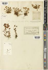 Image result for Marsilea aegyptiaca