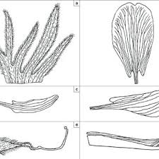 Image result for Rhynchosia resinosa
