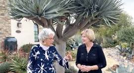 Carolyn's Dragon Tree Garden, Before-and-After - Debra Lee ...