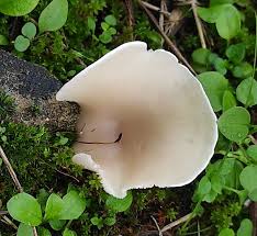 Image result for Clitocybe multiceps