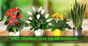 Tanaman ini memiliki aroma tersendiri yang dipercaya. Mengenal Jenis Tanaman Hias Indoor Dalam Ruangan Lintangsore Com