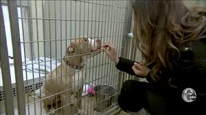 If you're a hunter, dismiss your pet first. Homeward Bound Adoption Center Gets A Special Delivery Of Kittens Looking For A Forever Home 6abc Philadelphia
