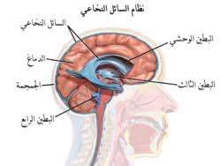 سائل دماغي شوكي ويكيبيديا