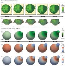 Microbes include bacteria, cyanobacteria, protozoa, some algae, fungi an. Dynamics Of Cell Wall Elasticity Pattern Shapes The Cell During Yeast Mating Morphogenesis Open Biology