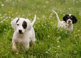 Northwoods Bird Dogs English Setter Pointer Puppies For Sale Pointer Puppies Puppies For Sale Puppies