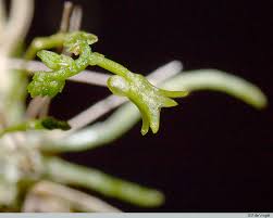 Image result for Taeniophyllum