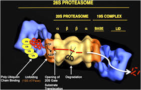 Proteasome, cathepsin l and calpain activities were not altered by environmental hypoxia. Keeping Proteasomes Under Control A Role For Phosphorylation In The Nucleus Pnas