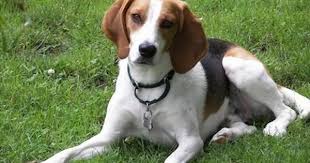 Black And Tan Virginia Foxhound Puppies Hunter The Tan White And Black Tricolor English Foxhound Is Laying Out In A Grassy Field And Looking F Hound Dog Breeds The Fox And The Hound English Foxhound