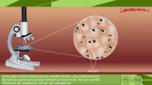 Dibuat oleh :shefi andarista18030654031pendidikan sains a 2018universitas negeri surabaya. Mempelajari Struktur Pada Sel Pipi Atau Sel Hewan Youtube