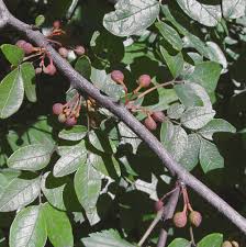Image result for Zanthoxylum